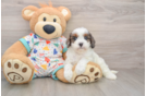 Cute Cavapoo Baby