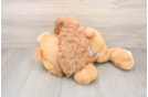 Cavapoo Puppy for Adoption