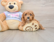 7 week old Cavapoo Puppy For Sale - Windy City Pups