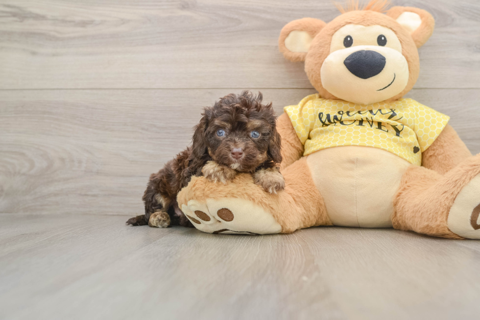 Cavapoo Pup Being Cute