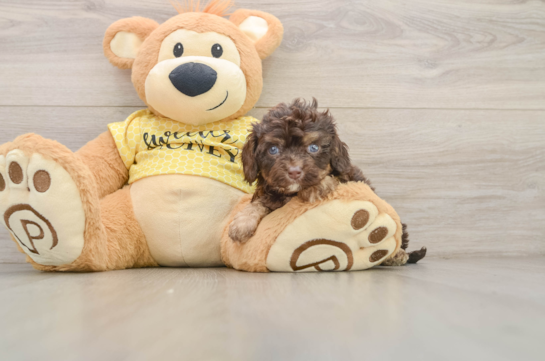 DAISY, a Cavapoo littermate