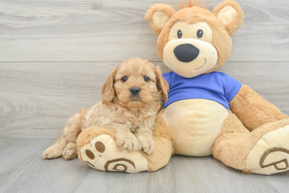 Petite Cavapoo Poodle Mix Pup