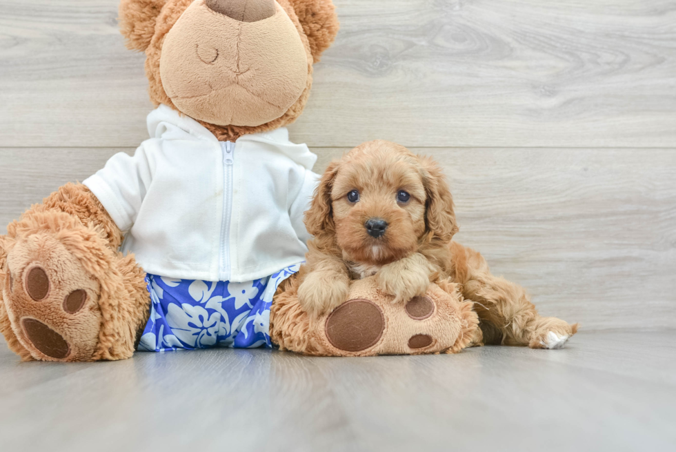 Adorable Cavalier King Charles Spaniel and Poodle Mix Poodle Mix Puppy