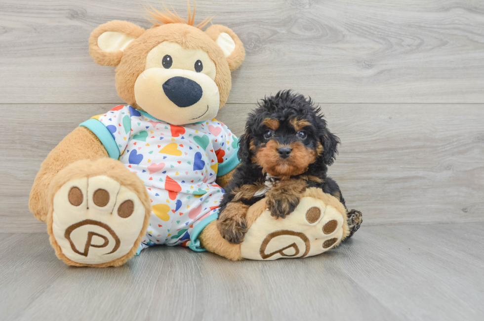 6 week old Cavapoo Puppy For Sale - Windy City Pups