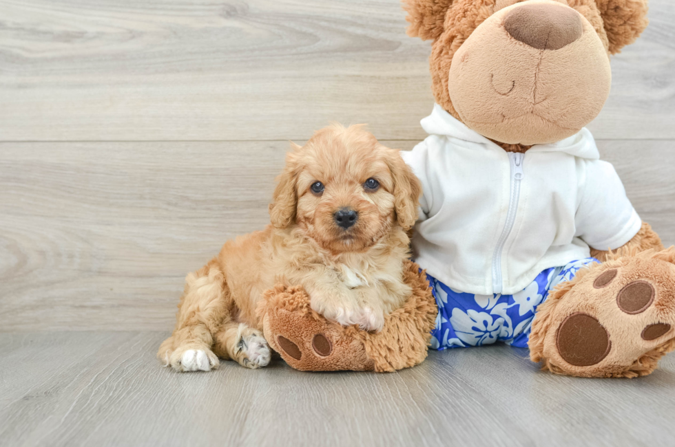 5 week old Cavapoo Puppy For Sale - Windy City Pups