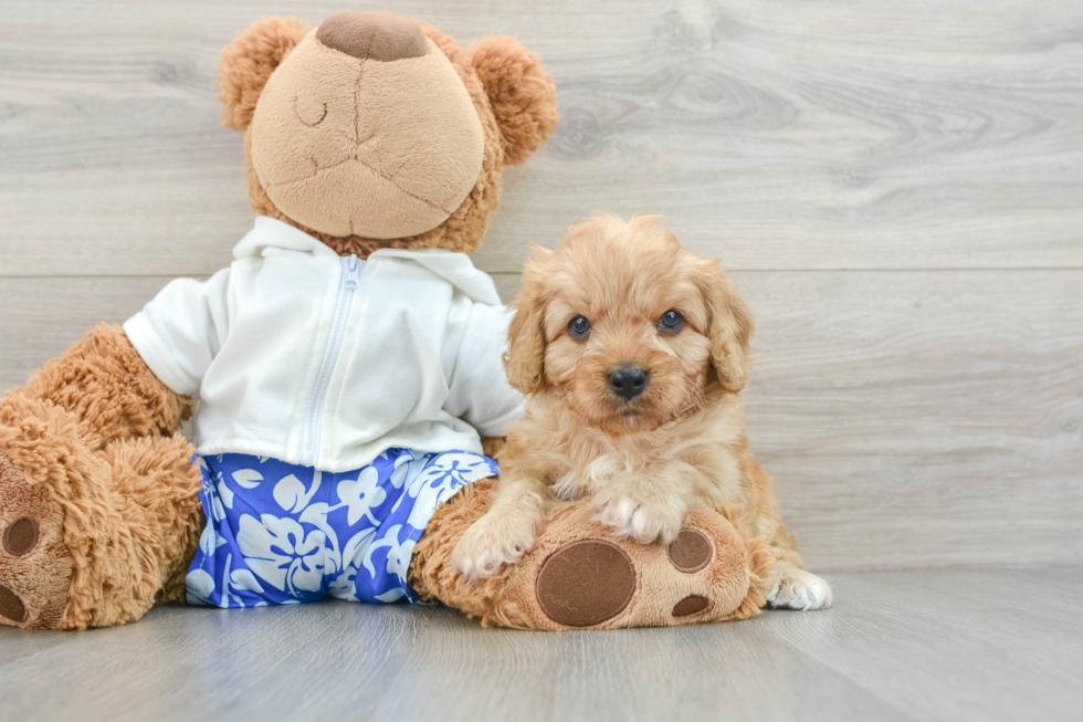 Cavapoo Puppy for Adoption