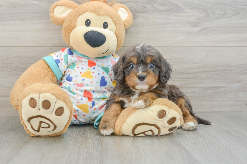 6 week old Cavapoo Puppy For Sale - Windy City Pups