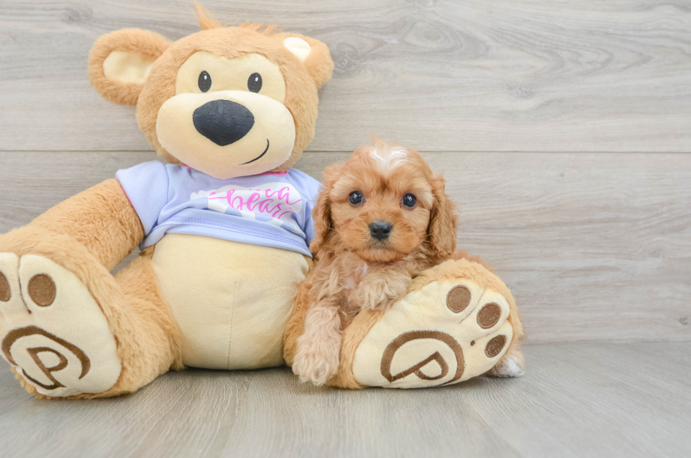 6 week old Cavapoo Puppy For Sale - Windy City Pups