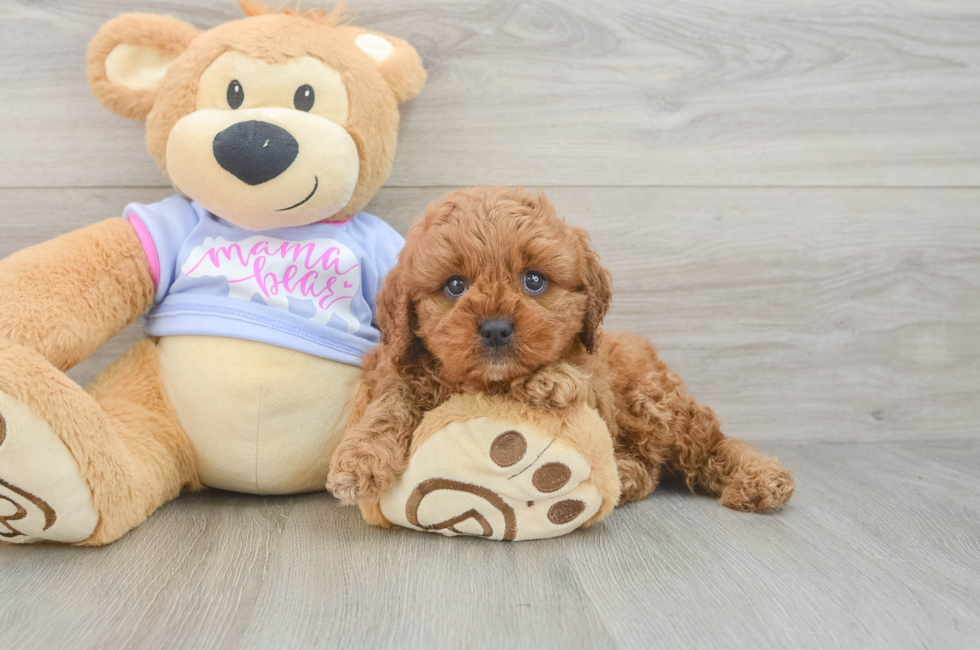 5 week old Cavapoo Puppy For Sale - Windy City Pups