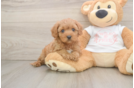 Energetic Cavoodle Poodle Mix Puppy
