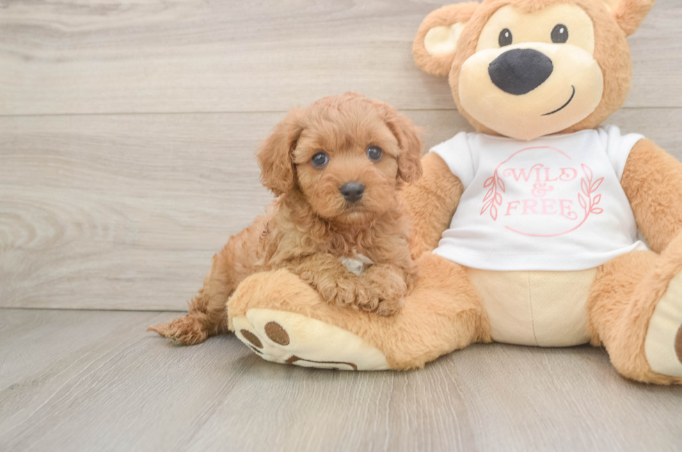 5 week old Cavapoo Puppy For Sale - Windy City Pups