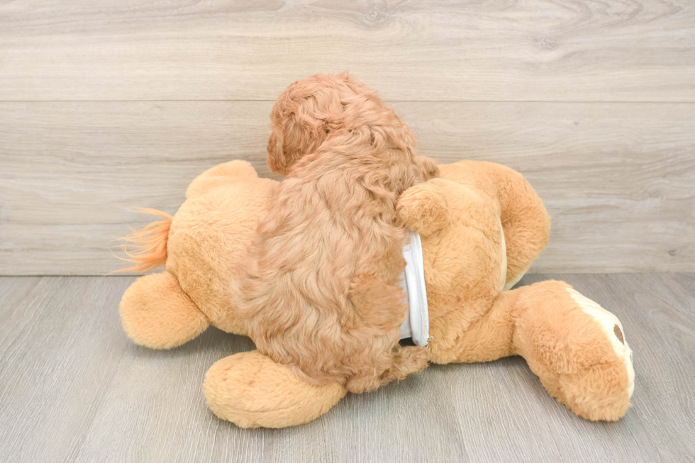 Adorable Cavalier King Charles Spaniel and Poodle Mix Poodle Mix Puppy