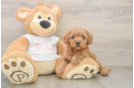 Petite Cavapoo Poodle Mix Pup