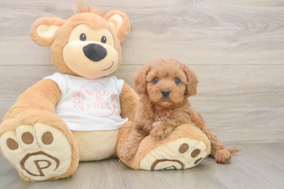 Petite Cavapoo Poodle Mix Pup