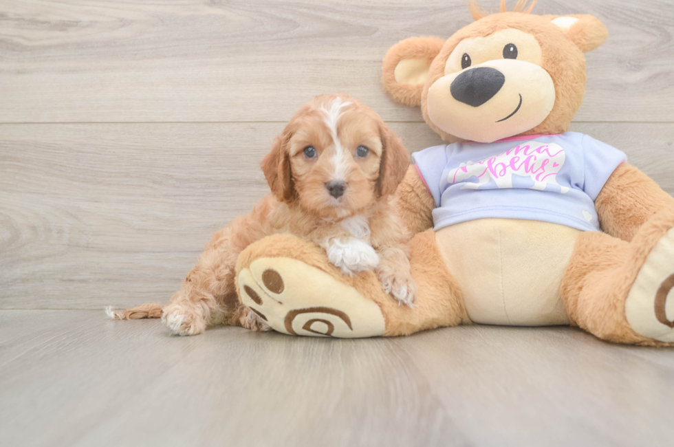6 week old Cavapoo Puppy For Sale - Windy City Pups