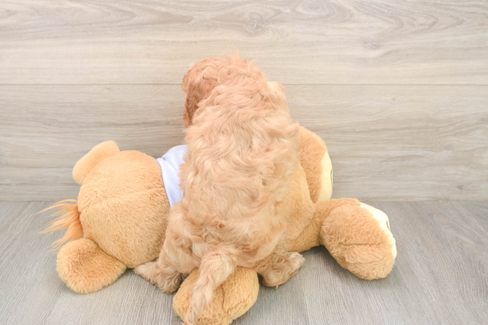 Meet Dale - our Cavapoo Puppy Photo  3/3 - Windy City Pups Best Cavapoo Baby
