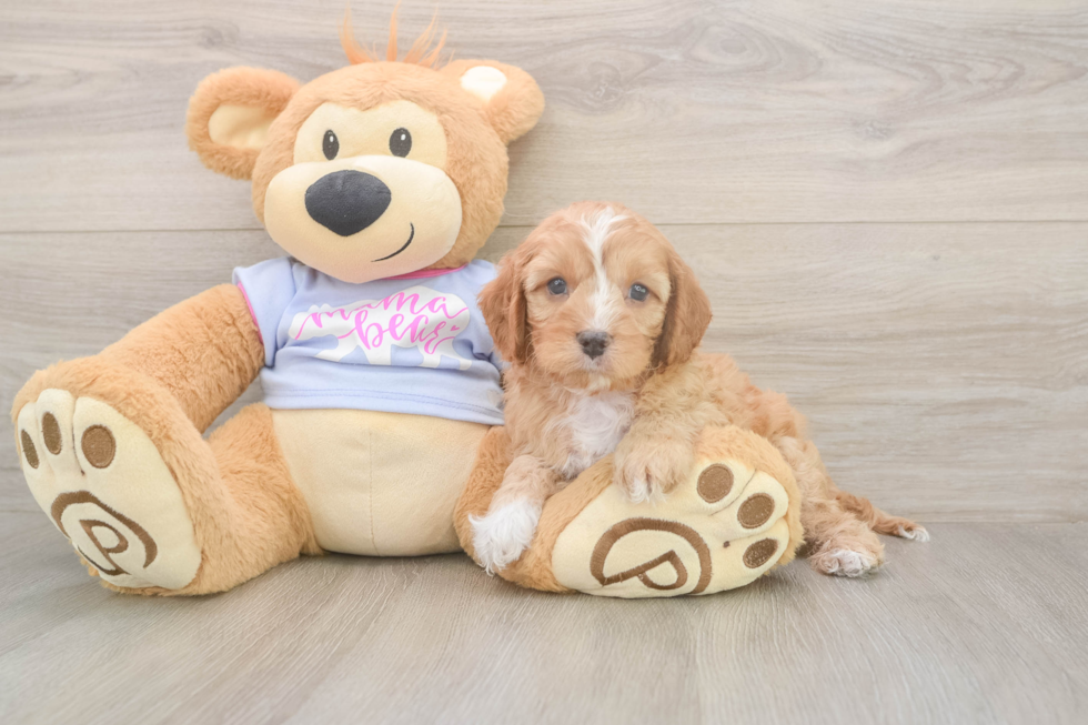 Meet Dale - our Cavapoo Puppy Photo  2/3 - Windy City Pups Friendly Cavapoo Baby