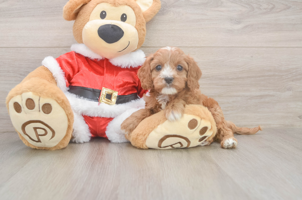 5 week old Cavapoo Puppy For Sale - Windy City Pups