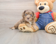 8 week old Cavapoo Puppy For Sale - Windy City Pups