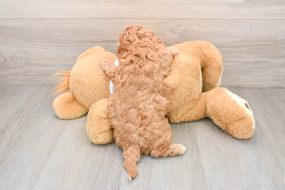 Cavapoo Pup Being Cute