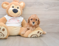 7 week old Cavapoo Puppy For Sale - Windy City Pups