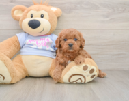8 week old Cavapoo Puppy For Sale - Windy City Pups