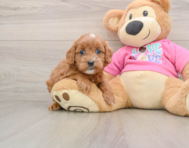 7 week old Cavapoo Puppy For Sale - Windy City Pups