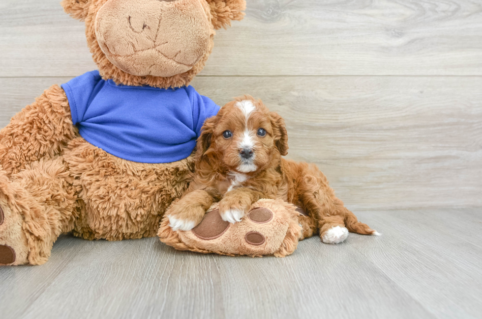 6 week old Cavapoo Puppy For Sale - Windy City Pups
