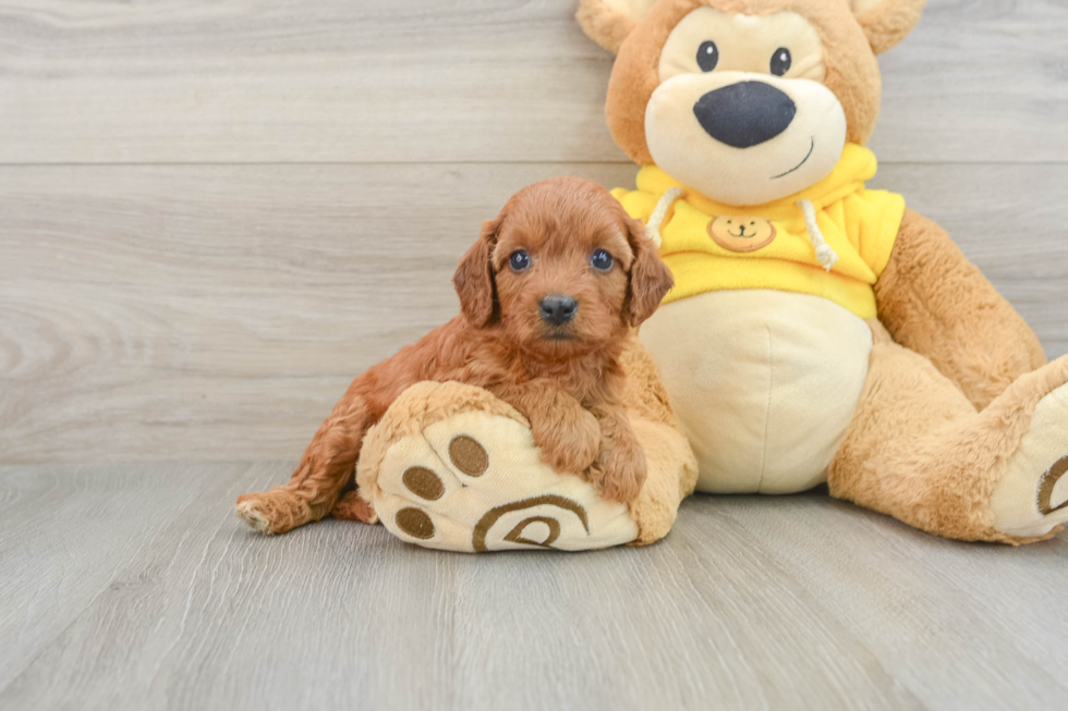 Petite Cavapoo Poodle Mix Pup