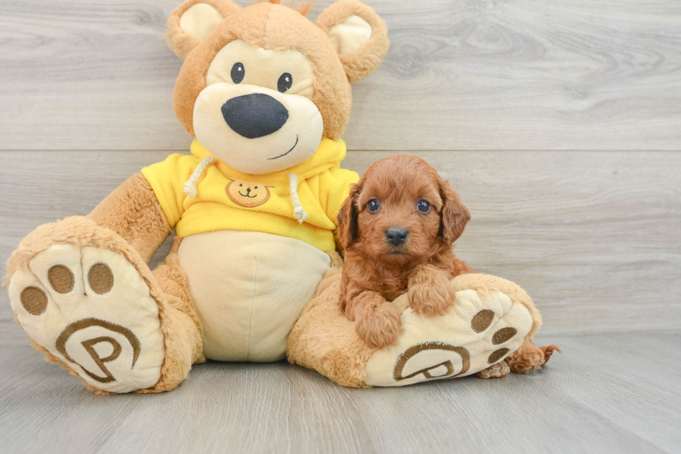 Adorable Cavalier King Charles Spaniel and Poodle Mix Poodle Mix Puppy