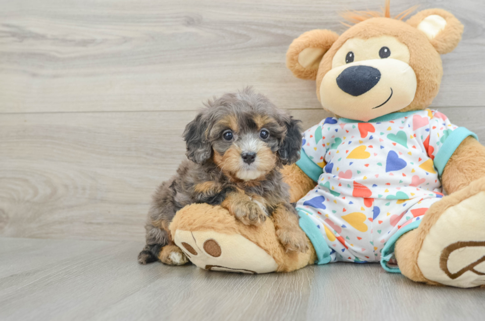 6 week old Cavapoo Puppy For Sale - Windy City Pups