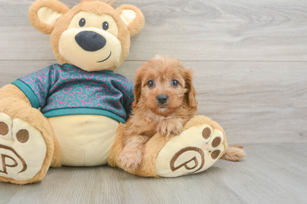 6 week old Cavapoo Puppy For Sale - Windy City Pups