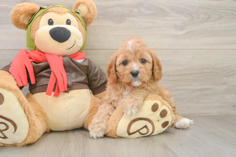 5 week old Cavapoo Puppy For Sale - Windy City Pups