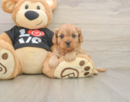 6 week old Cavapoo Puppy For Sale - Windy City Pups