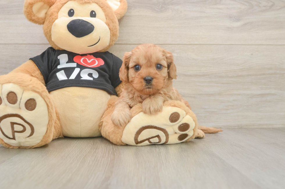 5 week old Cavapoo Puppy For Sale - Windy City Pups