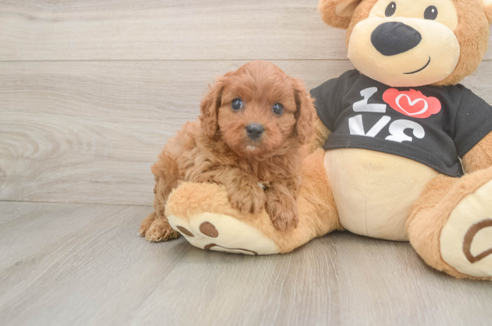 5 week old Cavapoo Puppy For Sale - Windy City Pups