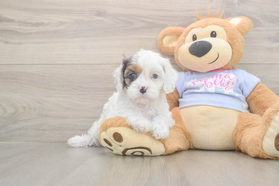 Meet Daria - our Cavapoo Puppy Photo  2/3 - Windy City Pups Playful Cavapoodle Poodle Mix Puppy