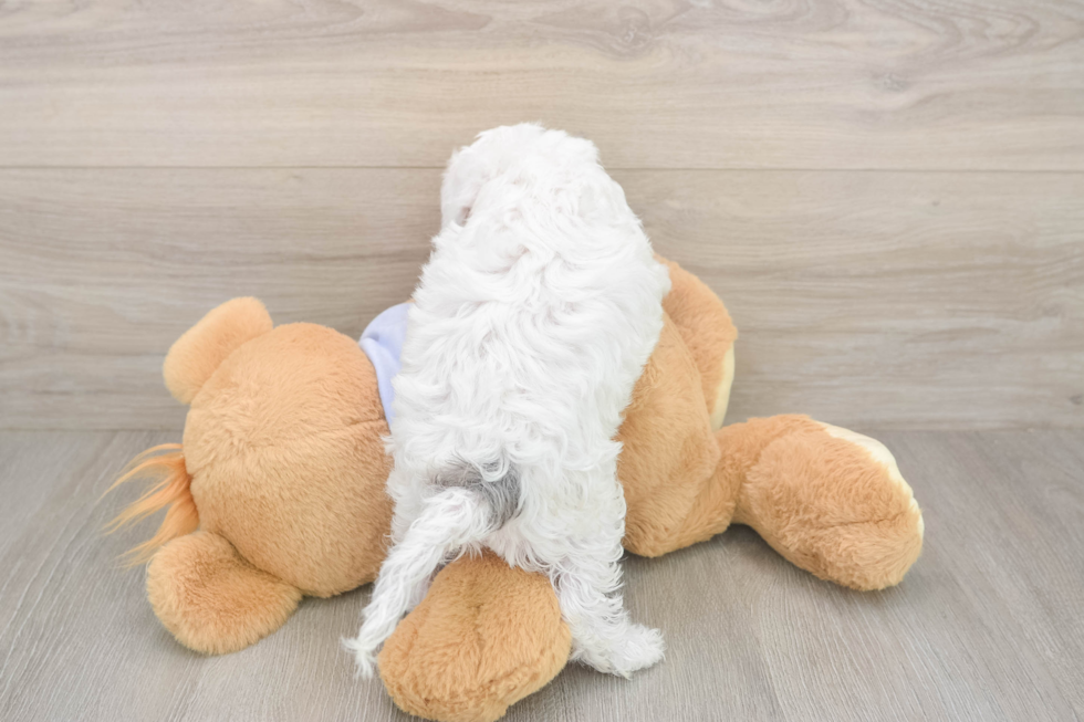 Meet Daria - our Cavapoo Puppy Photo  3/3 - Windy City Pups Cavapoo Pup Being Cute