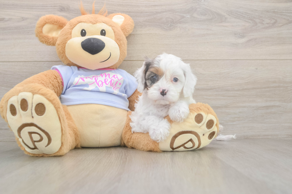 Meet Daria - our Cavapoo Puppy Photo  1/3 - Windy City Pups Petite Cavapoo Poodle Mix Pup