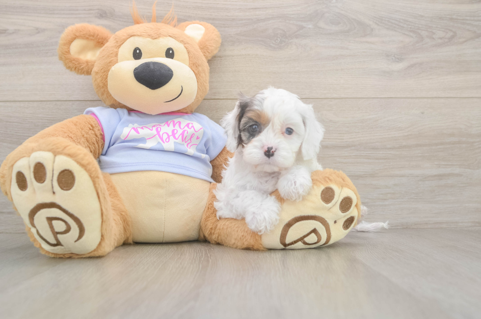 6 week old Cavapoo Puppy For Sale - Windy City Pups