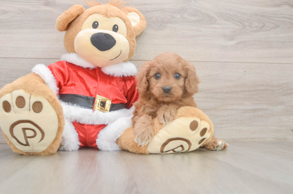 5 week old Cavapoo Puppy For Sale - Windy City Pups
