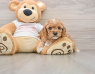 7 week old Cavapoo Puppy For Sale - Windy City Pups