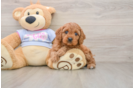 Cavapoo Puppy for Adoption