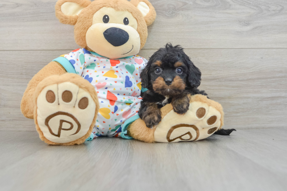 Happy Cavapoo Baby