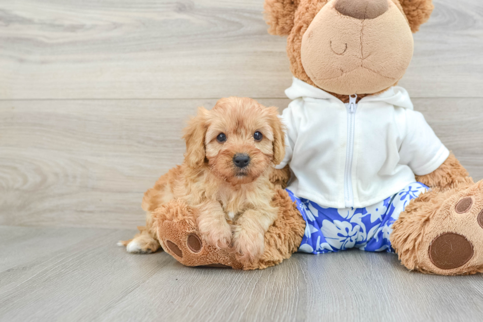 Fluffy Cavapoo Poodle Mix Pup