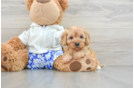 Cavapoo Pup Being Cute