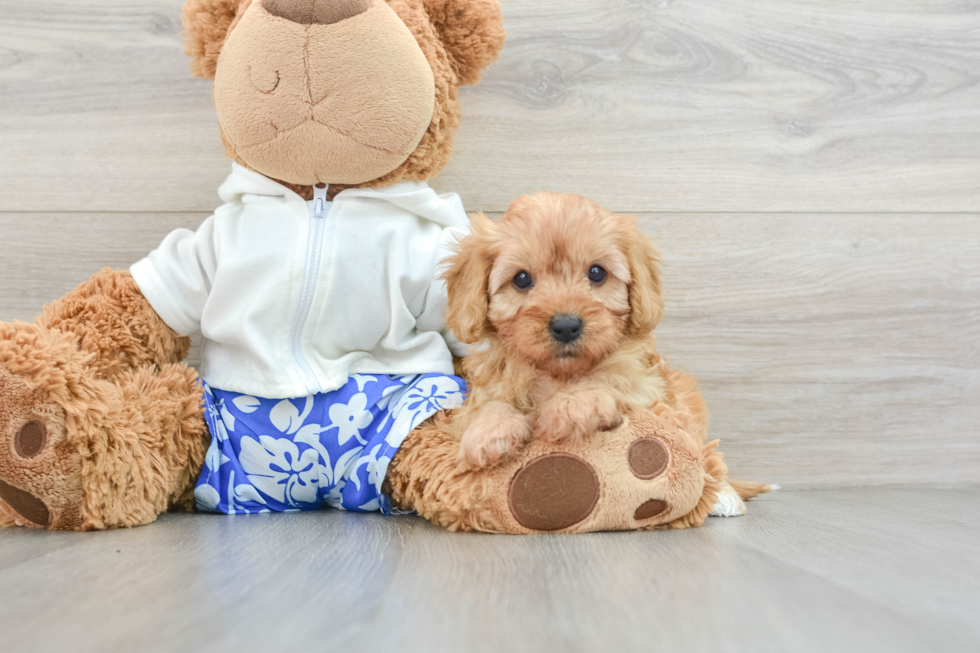 Cavapoo Pup Being Cute