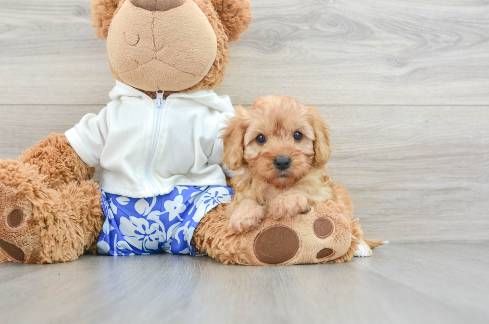 5 week old Cavapoo Puppy For Sale - Windy City Pups