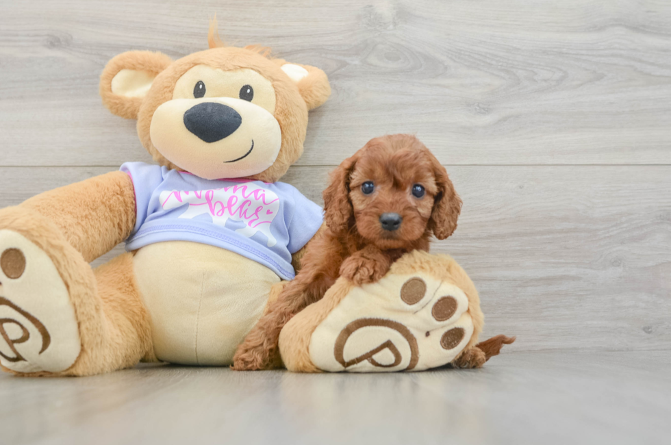 6 week old Cavapoo Puppy For Sale - Windy City Pups