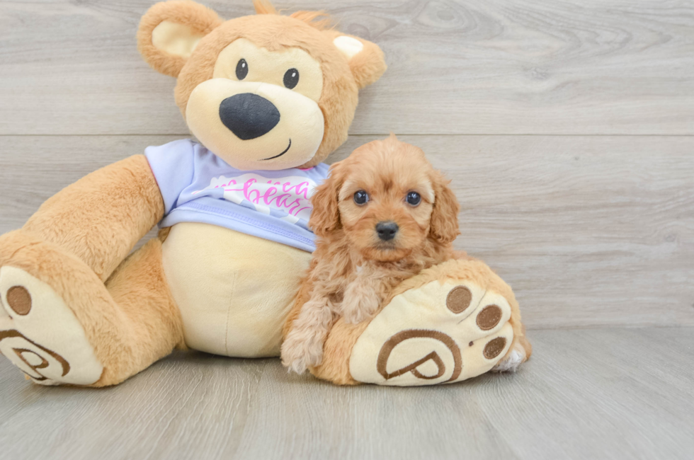 6 week old Cavapoo Puppy For Sale - Windy City Pups